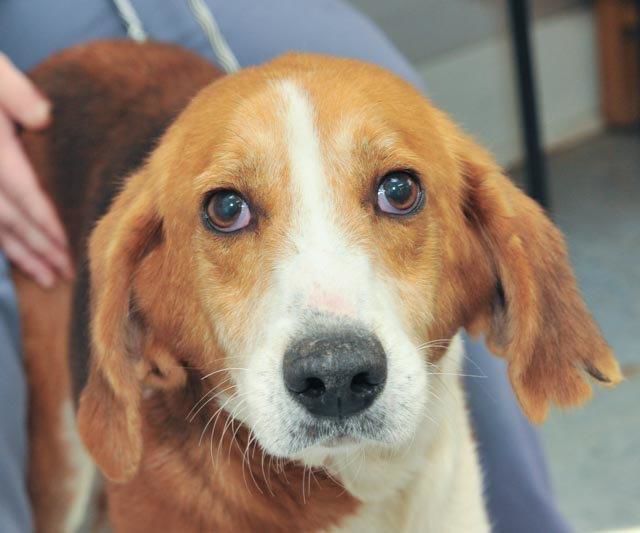 Beau